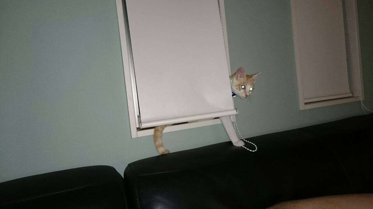 我が家のペットの写真とエピソード