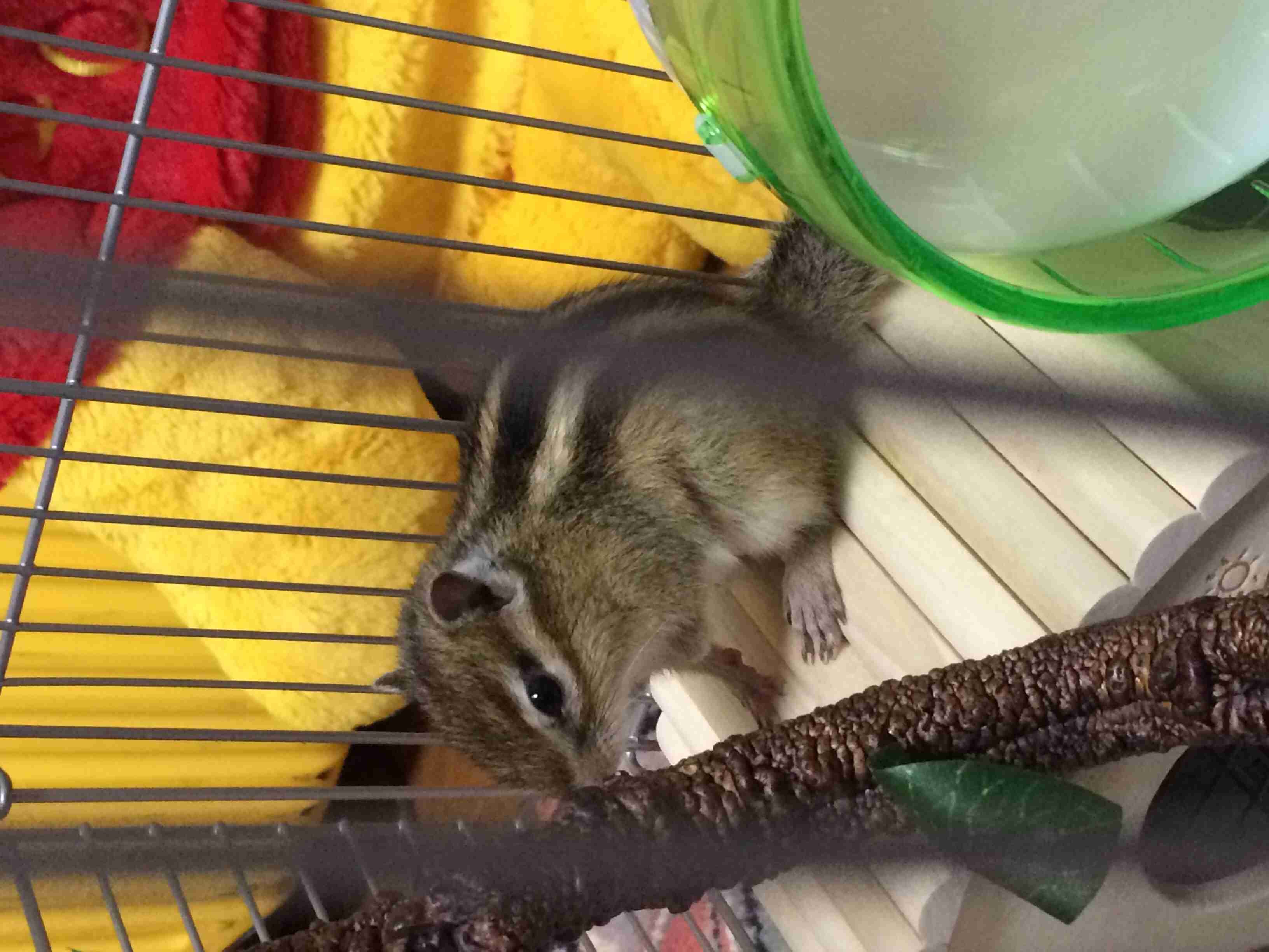 我が家のペットの写真とエピソード
