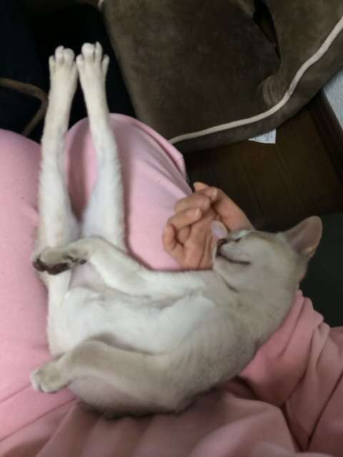 我が家のペットの写真とエピソード