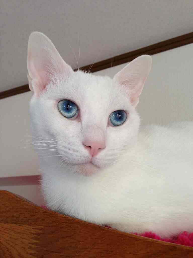 我が家のペットの写真とエピソード