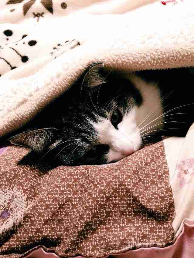 我が家のペットの写真とエピソード