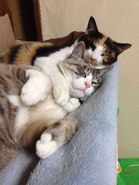 いろんなポーズの画像を貼るトピ