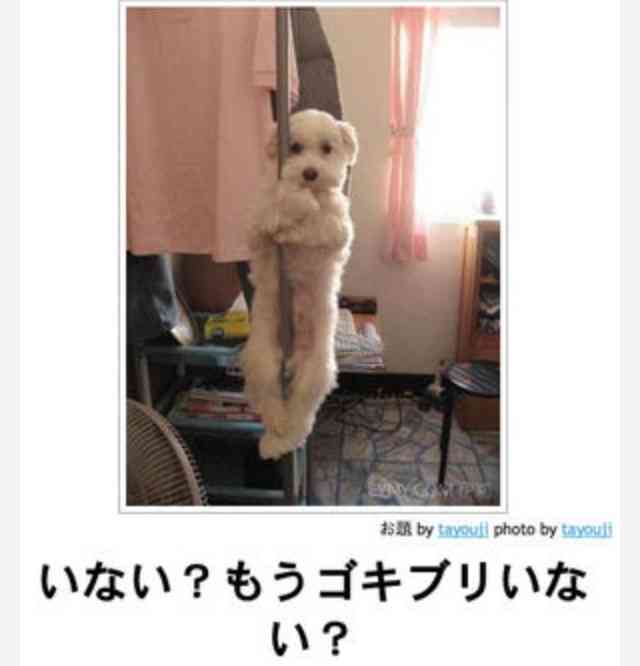 いろんなポーズの画像を貼るトピ