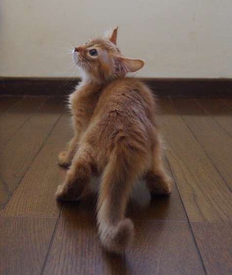 いろんなポーズの画像を貼るトピ