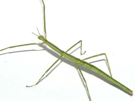 スウェーデン　19歳女性モデル、体型非難にビキニ姿公開で反撃
