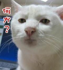 画像で会話するトピック