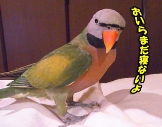 画像で会話するトピック