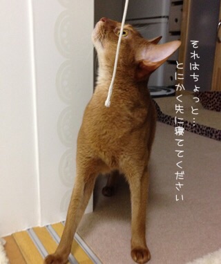 画像で会話するトピック