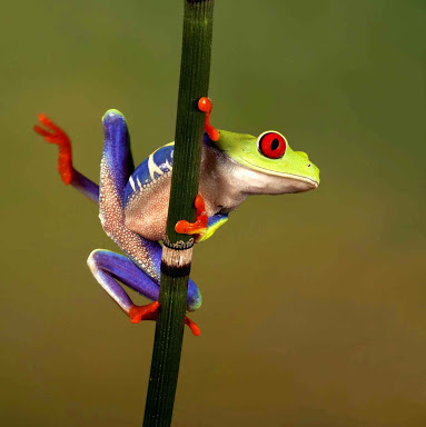 【閲覧注意】カラフルな食べ物を貼ろう