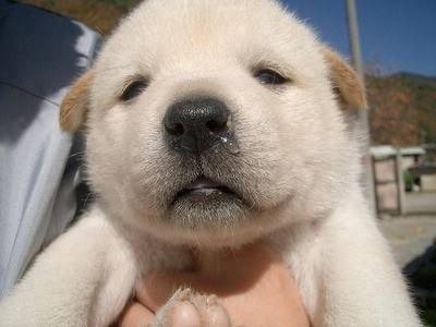 犬も“おめめパッチリ”にしたい！？韓国でペットの整形ブーム