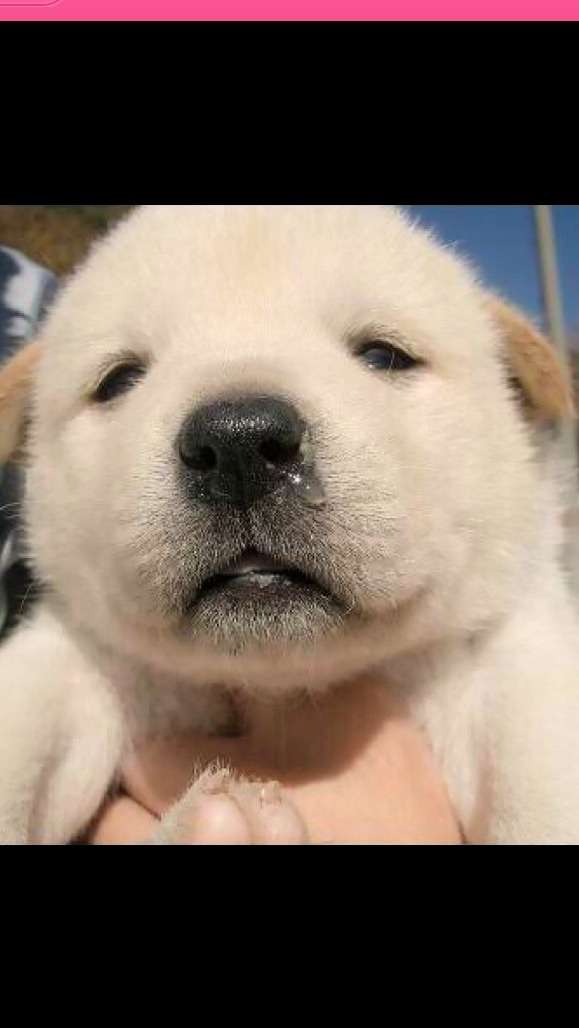 犬も“おめめパッチリ”にしたい！？韓国でペットの整形ブーム