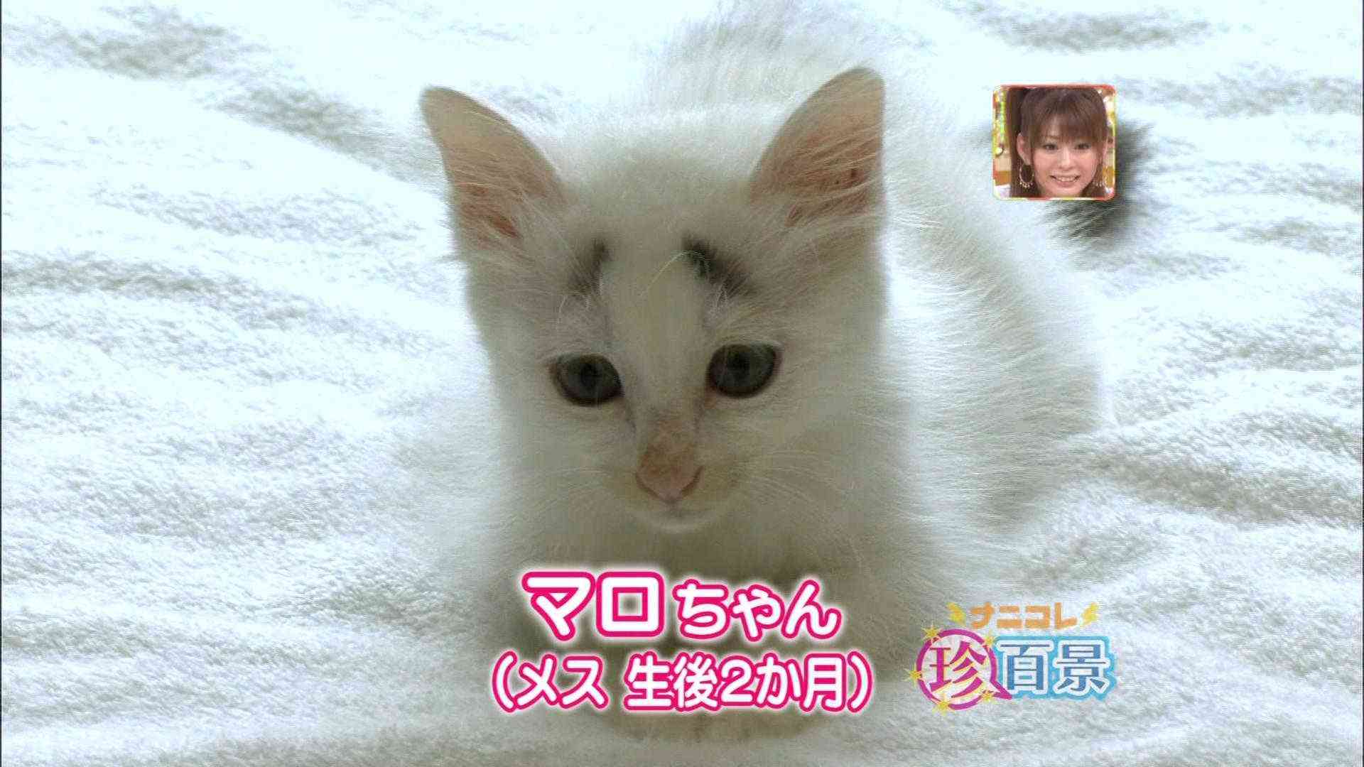 昔流行ってまた流行りそうなもの