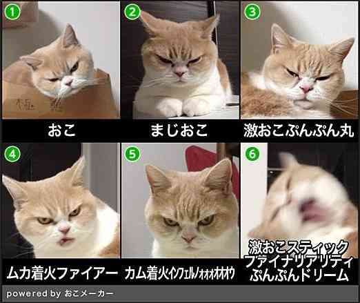 検索していて思わず笑った画像