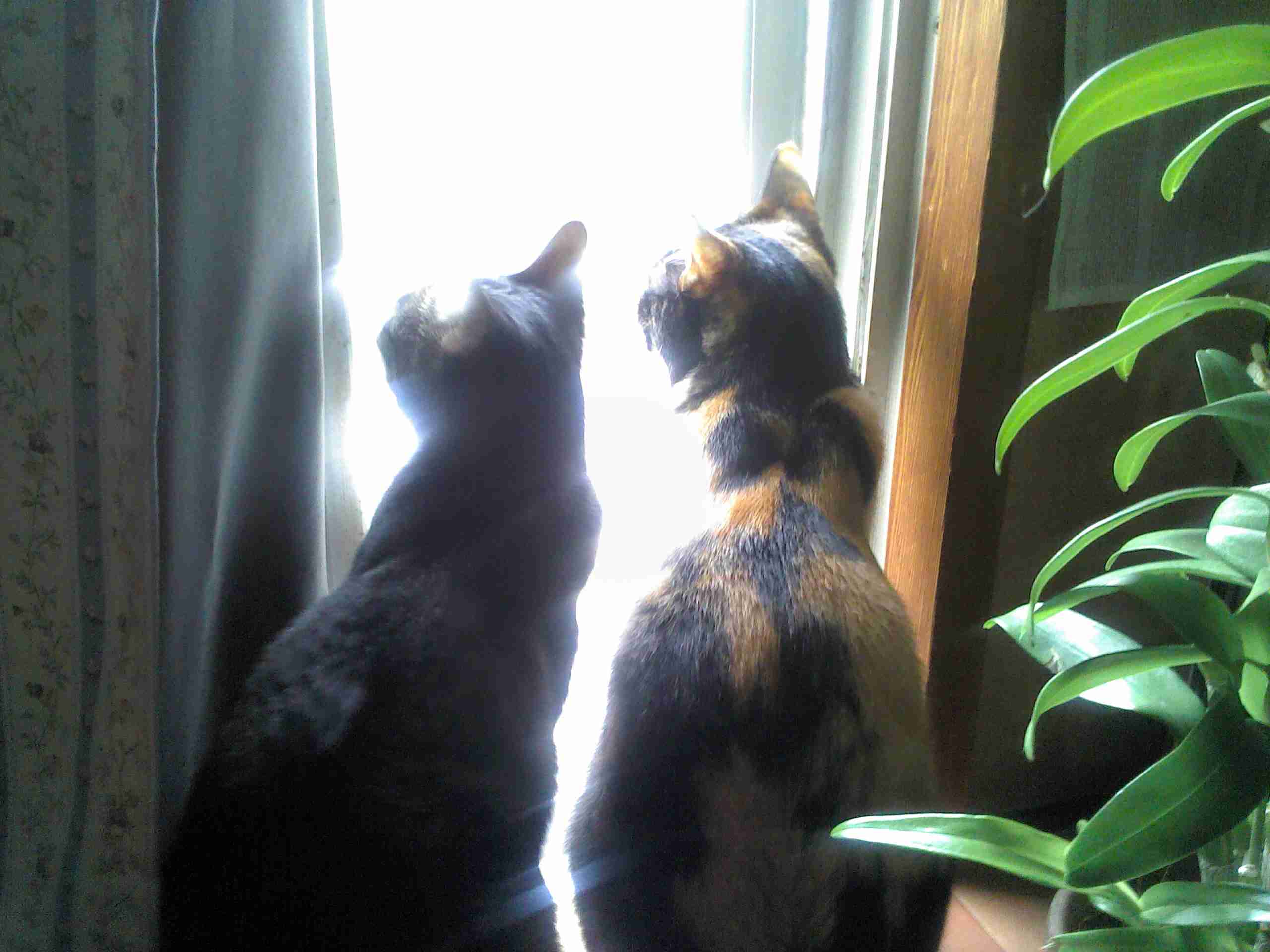 ペットにキュンとする時