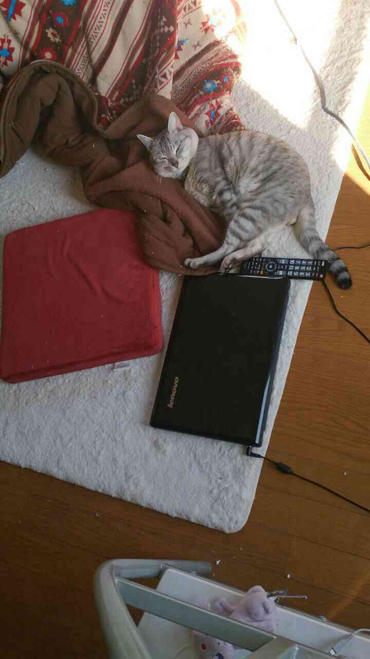 ペットにキュンとする時