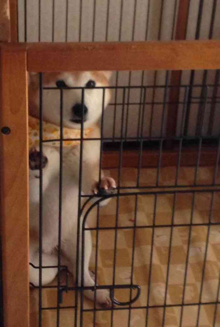 ペットにキュンとする時