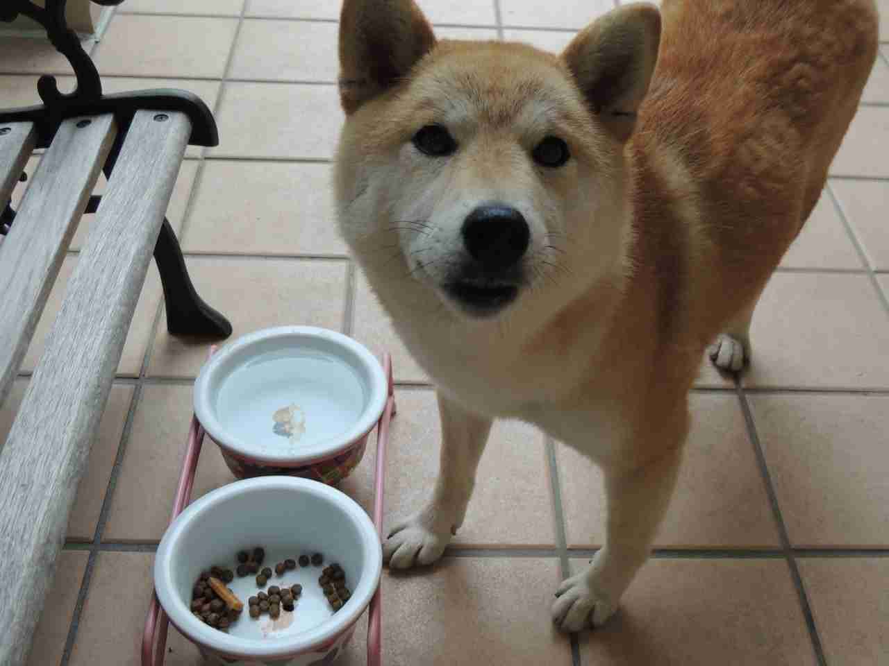 ペットにキュンとする時