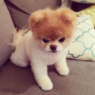 悪い顔を集めてみよ〜！
