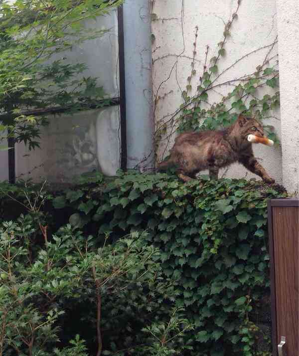 悪い顔を集めてみよ〜！