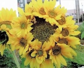 【福島】モミの木に異常が多発 帰還困難区域の山林