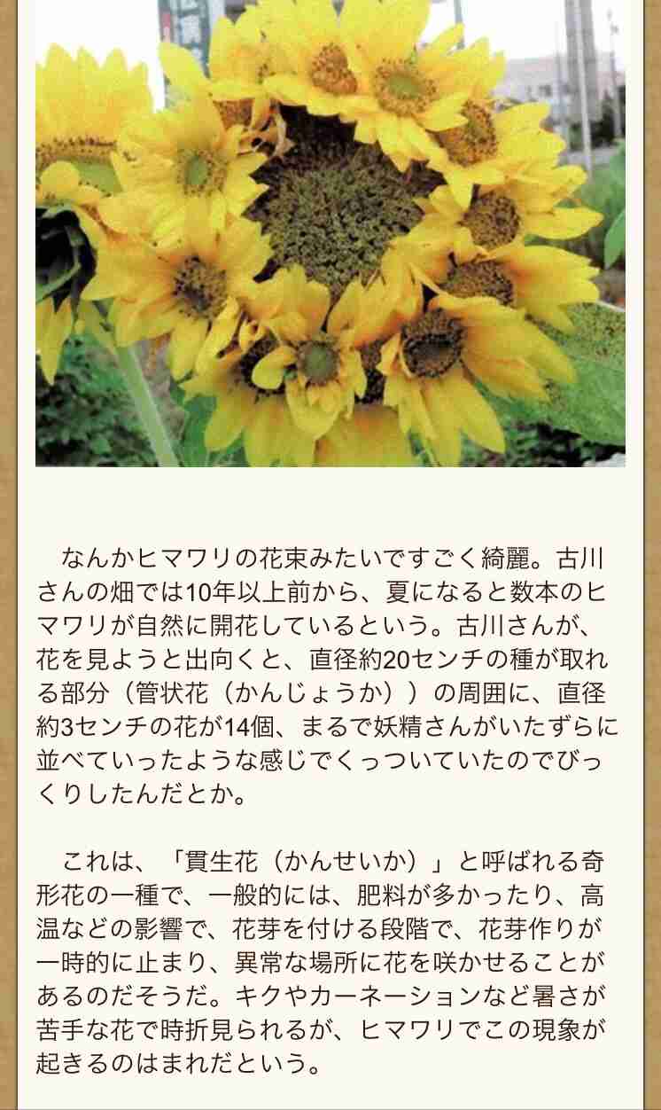 【福島】モミの木に異常が多発 帰還困難区域の山林