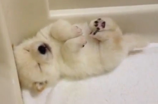 柴犬を隠し撮りした結果ｗ