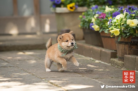 柴犬を隠し撮りした結果ｗ