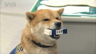 柴犬を隠し撮りした結果ｗ