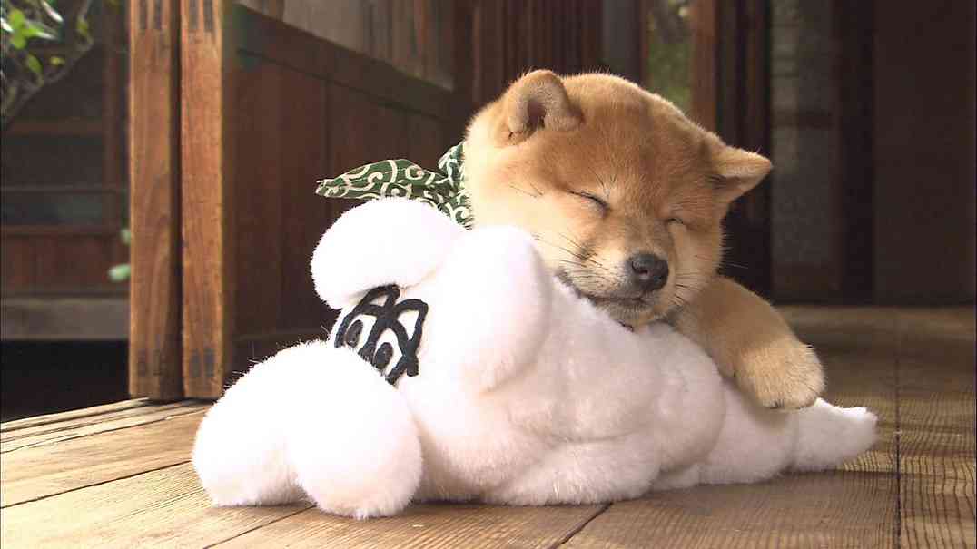 柴犬を隠し撮りした結果ｗ