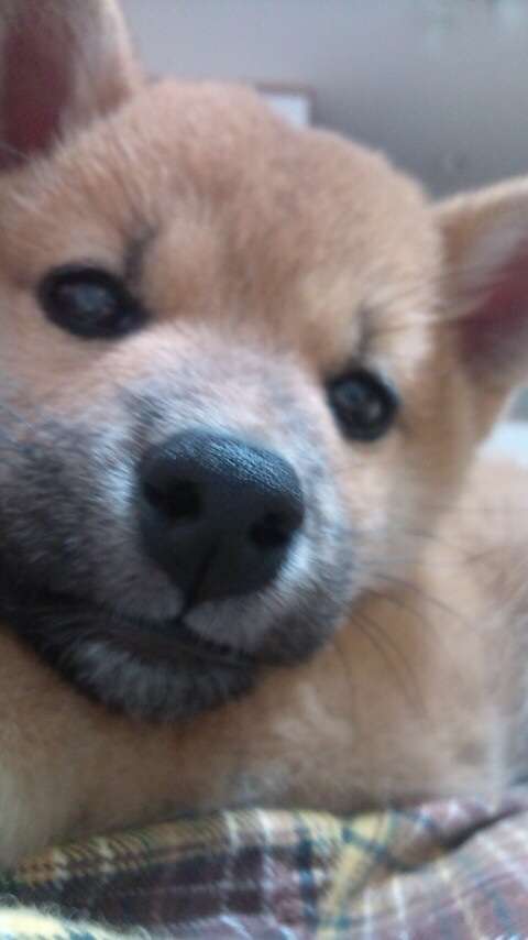 柴犬を隠し撮りした結果ｗ