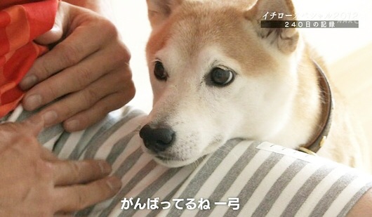 柴犬を隠し撮りした結果ｗ