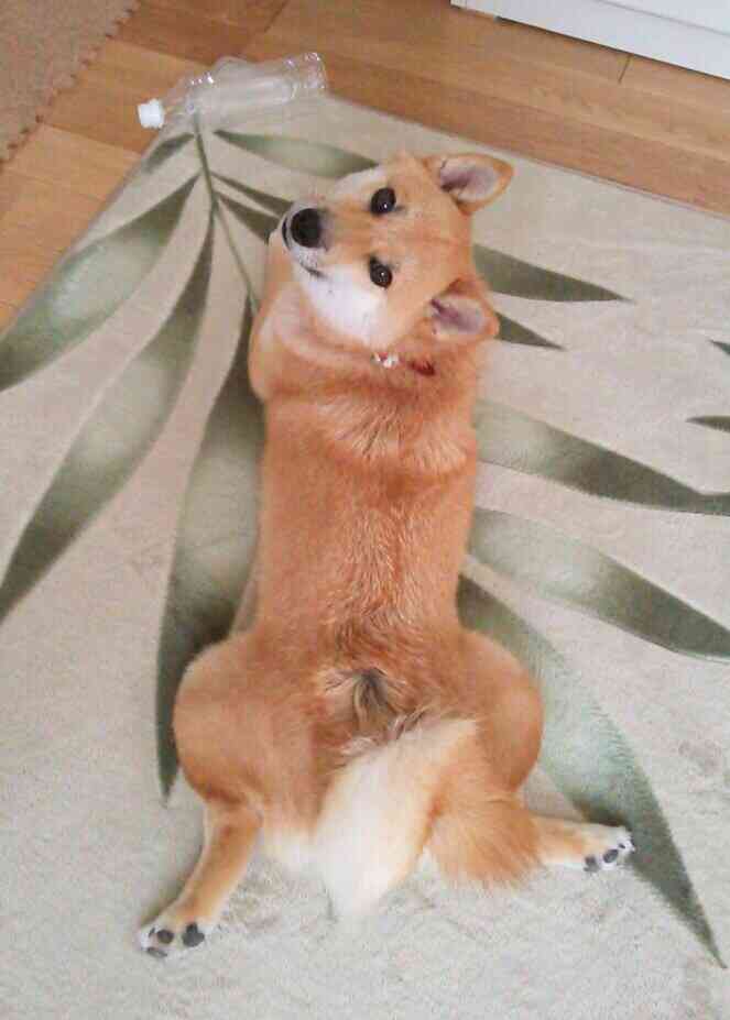 つい嗅いでしまう物