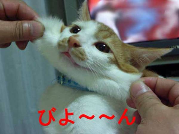 【画像】世界モフモフ選手権!