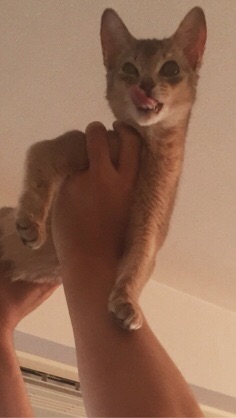 中村アンが自撮りをするためだけに飼っている犬を「嫌いです」と告白