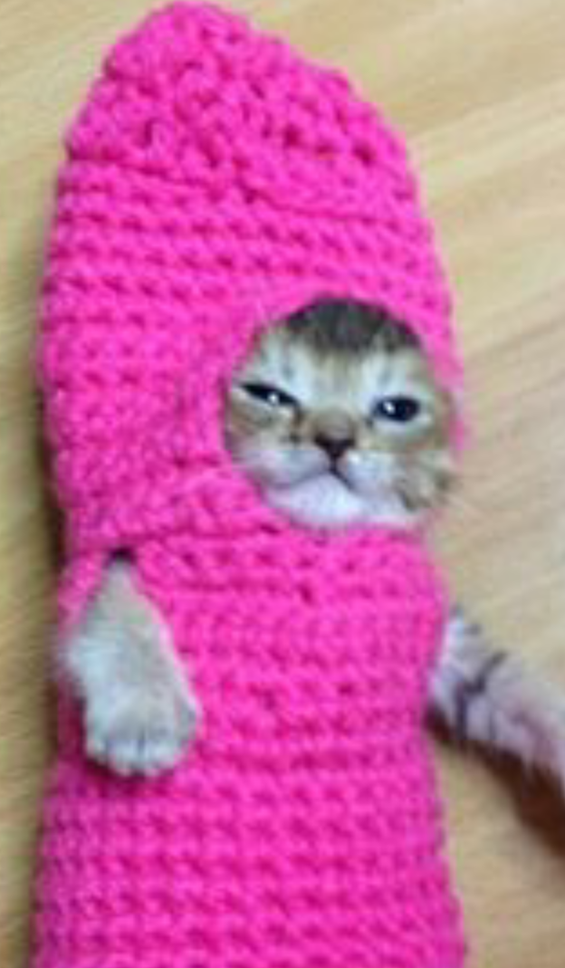 中村アンが自撮りをするためだけに飼っている犬を「嫌いです」と告白