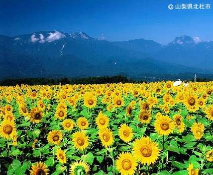 山梨県が好きな人!