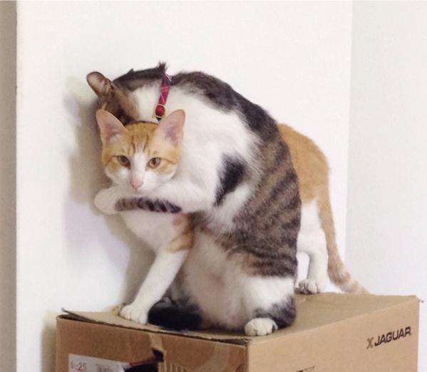 『◯◯だもの』というタイトルを付けて画像を貼るトピ