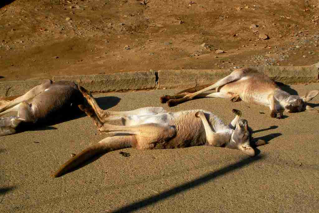 『◯◯だもの』というタイトルを付けて画像を貼るトピ