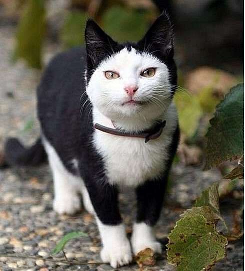 『◯◯だもの』というタイトルを付けて画像を貼るトピ