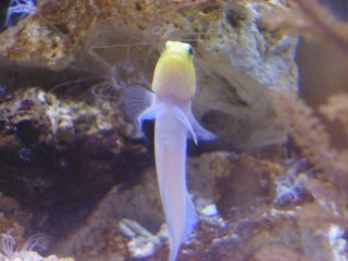 『◯◯だもの』というタイトルを付けて画像を貼るトピ