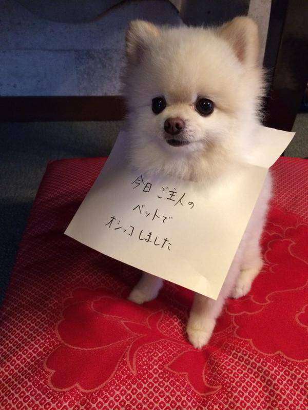 『◯◯だもの』というタイトルを付けて画像を貼るトピ