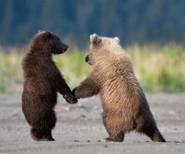 『◯◯だもの』というタイトルを付けて画像を貼るトピ