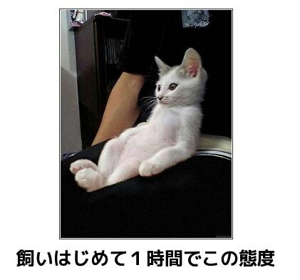 動物が苦手な人！