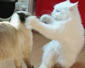 冷めたことを言うトピ