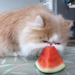 ガルちゃん深夜食堂~お盆編~