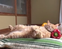 ガルちゃん深夜食堂~お盆編~