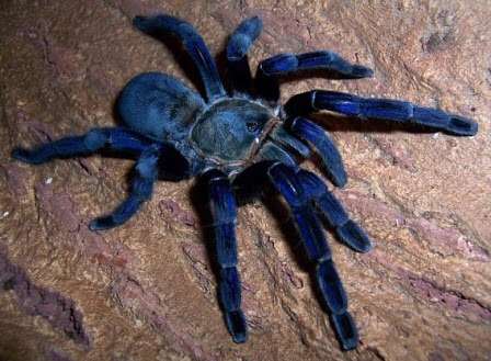 【閲覧注意?】ちょっと怖い生き物が好きな方