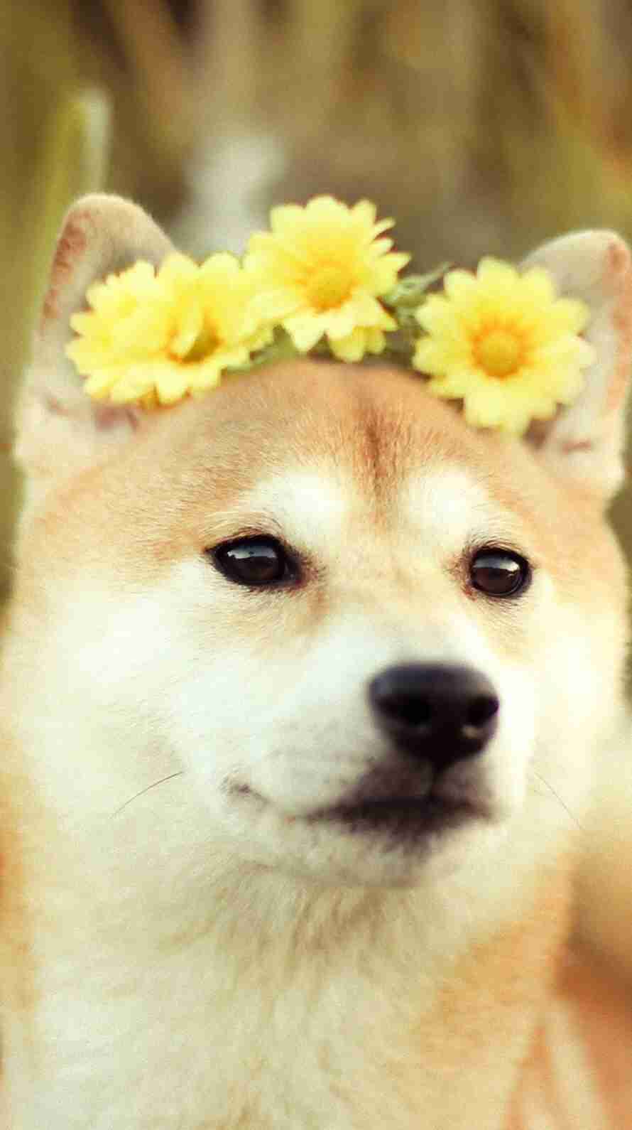 最近きゅんとした画像