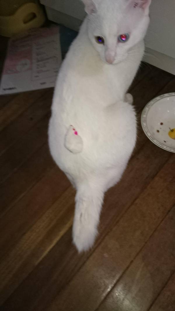 最近きゅんとした画像