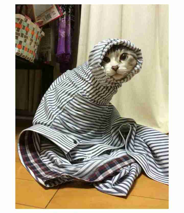 最近きゅんとした画像